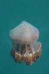 Ko Dam Khwan Jellyfish by Claire.JPG (14KB)